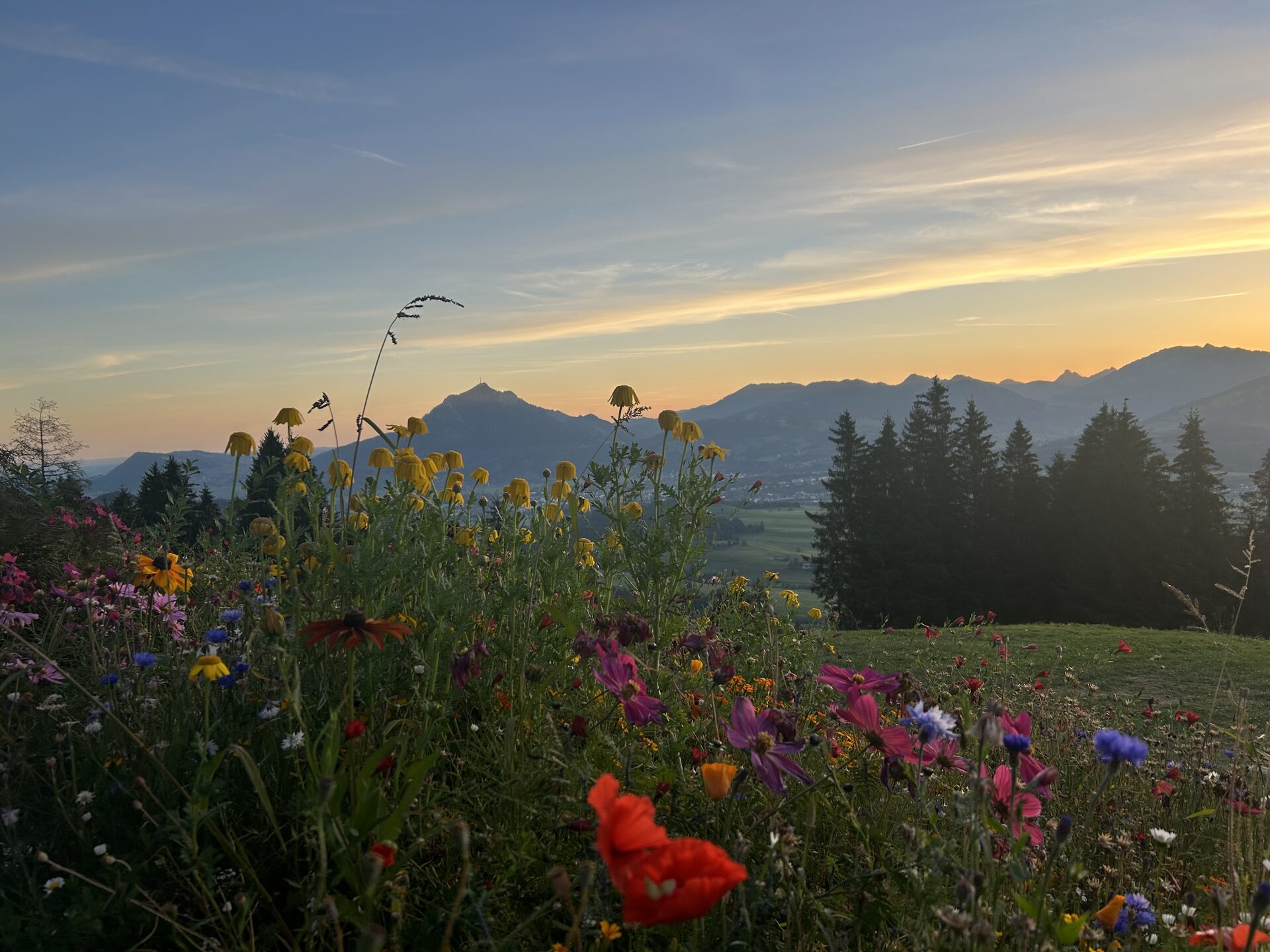 bergblumen abendrot 1920